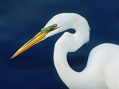 Perfect Form, Egret